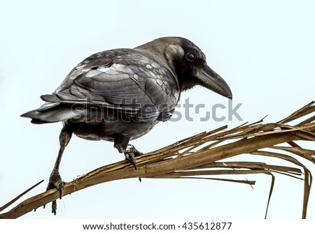 Ravin - Crow 