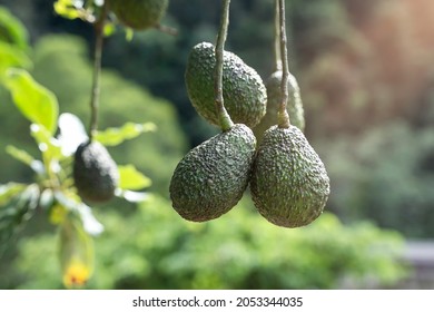 Raw Avocado Or Nut Butter Fruit Hanging On Tree In Garden