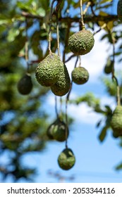 Raw Avocado Or Nut Butter Fruit Hanging On Tree In Garden