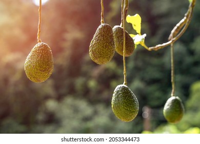 Raw Avocado Or Nut Butter Fruit Hanging On Tree In Garden