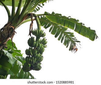 Raw bananas on banana tree with Tearing a banana leaf. Isolated on white background with clipping path.