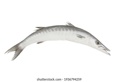 Raw Barracuda Fish Isolated On White Background