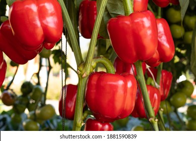 raw bell pepper in the garden - Powered by Shutterstock