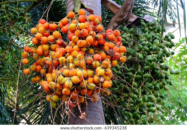 Raw Betel Nut Betel Nut Palm Stock Photo (Edit Now) 639345238