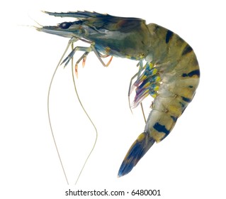 Raw Black Tiger Prawn Isolated On White Background