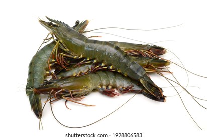 Raw Black Tiger Shrimp Isolated On White Background