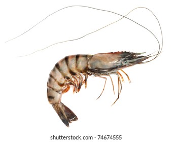 Raw Black Tiger Shrimp On White Background