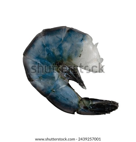 Raw Blue Colossal Shrimp on a White Background: Uncooked extra large shrimp with shell, legs, and tail cut out on a solid white background