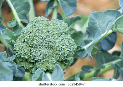 Raw Broccoli In The Farm With Green Leaves