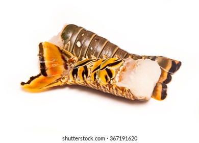 Raw Caribbean ( Bahamas ) rock lobster (Panuliirus argus) or spiny lobster tails isolated on a white studio background.