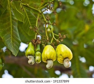 Raw Cashew Nut, Anacardium Occidentale, On Branch