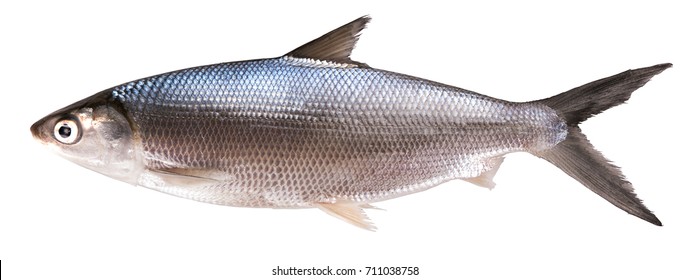 Milkfish High Res Stock Images Shutterstock