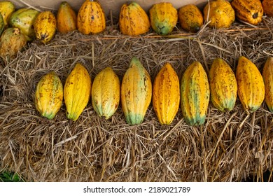 Raw Cocoa Balls On The Straw,The Produce Of Cocoa Farmers In Asia For Processing.