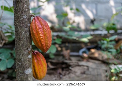 Raw Cocoa Fruit On Cocoa Tree