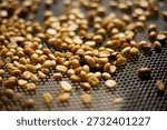 Raw coffee beans, coffee drying process on shelf natural sunlight plantation at factory community north of Chiang Rai Thailand,selective focus