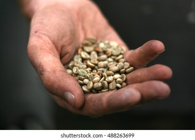 Raw Coffee Beans In Farmer's Hand