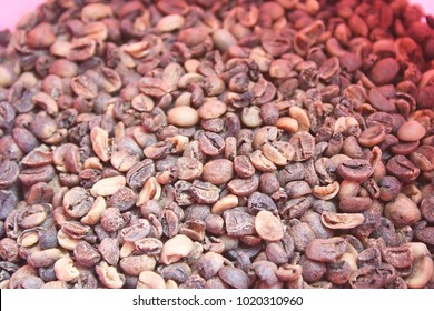 Raw coffee beans have been sorted ,Low quality raw coffee beans