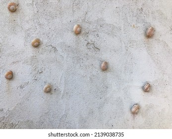 Raw Concrete Texture Wall With Snail Shell For Decorative Idea. Modern Creative Cement Wall Work.