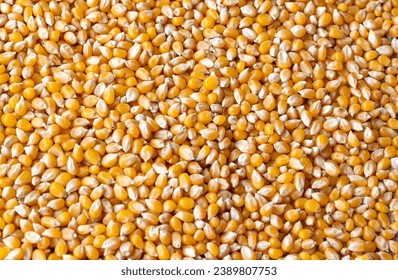 Raw Corn Seeds or Corn kernels are the fruits of corn. Maize is a grain, and the kernels are used in cooking as a vegetable or a source of starch. - Powered by Shutterstock