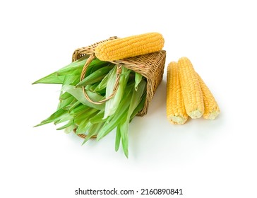 Raw corncob or corn ear with leaves in basket isolated on white background. Sweet, ripe, fresh cereal. Ingredient for healthy wholesome food. Seasonal crop harvested in the fields.