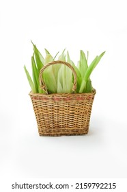 Raw Corncob Leaves In Basket Isolated On White Background. Sweet, Ripe, Fresh Cereal. Ingredient For Decpration. Seasonal Crop Harvested In The Fields.