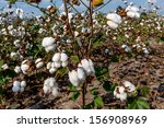 Raw Cotton Growing in a Cotton Field.  Beautiful Closeup of a Several Cotton Bolls.