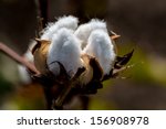 Raw Cotton Growing in a Cotton Field.  Beautiful Closeup of a Cotton Boll.