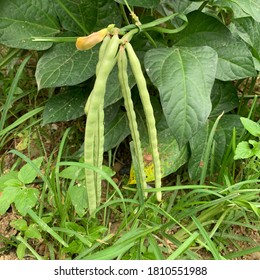 Raw cowpea on plant - The cowpea is an annual herbaceous legume from the genus Vigna.  - Shutterstock ID 1810551988