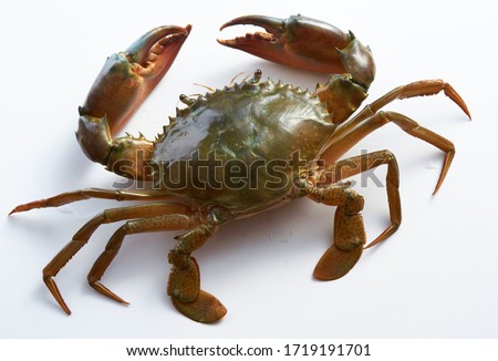 Raw crab isolated on white background