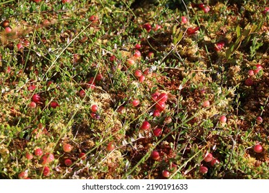 Raw Cranberries On A Raised Bog In August