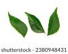 ayurveda leaf