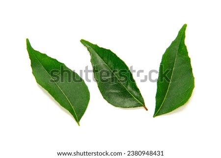 raw curry leaves on white background