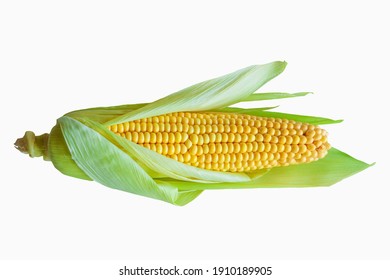 Raw ear of corn with leaves isolated on white background. Ripe yellow corncob with green leaves