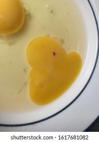 Raw Egg With A Spot Of Blood On The Egg Yolk Which Is A Blood Vessels