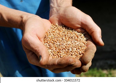 Raw farmer hands full of ripe wheat seeds
