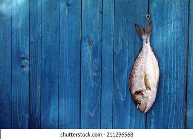raw fish hanging on a blue wooden fence - Goldfish, gilthead sea bream