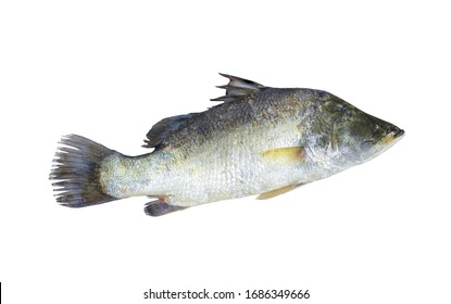 2,303 Silver Snapper Images, Stock Photos & Vectors 