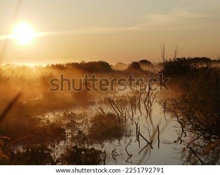 Raw foggy morning. Summer sunrise over the meadow (moist or wet meadows) and lowland moor with willow bush. The sun's rays penetrate the fog, a stream of sun. Marsh fumes