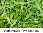 Raw and fresh arugula, green leaves, from above. Top view on rocket salad, Eruca vesicaria, a plant, used as leaf vegetable, salad vegetable and decorative garnish. Surface and background, food photo.