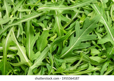 Raw and fresh arugula, green leaves, from above. Top view on rocket salad, Eruca vesicaria, a plant, used as leaf vegetable, salad vegetable and decorative garnish. Surface and background, food photo.