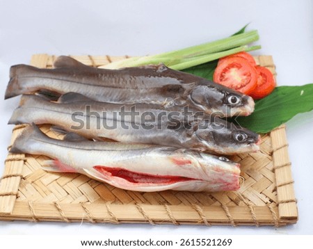 Raw an fresh Asian redtail catfish or baung fish before cooking isolated on white background