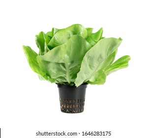 Raw Fresh Boston Lettuce Salad Or Butterhead Isolated On White Background. Green Leaf Salat Plant In A Flower Pot Side View