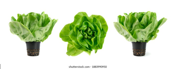 Raw Fresh Boston Lettuce Salad Or Butterhead Isolated On White Background. Green Leaf Salat Plant In A Flower Pot Side View