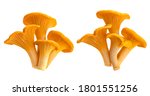 Raw fresh chanterelle mushrooms isolated on white background with clipping path