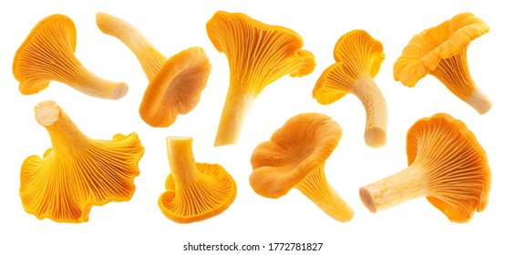 Raw fresh chanterelle mushrooms isolated on white background with clipping path, collection