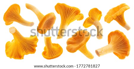 Raw fresh chanterelle mushrooms isolated on white background with clipping path, collection