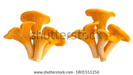 Raw fresh chanterelle mushrooms isolated on white background with clipping path