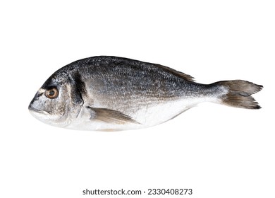 Raw fresh fish dorado isolated on white background with clipping path. Full Depth of field. Focus stacking. PNG