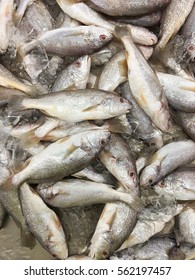 Raw fresh fish in the wet market. - Shutterstock ID 562197457