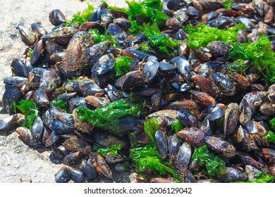 Raw Fresh Mussels Collected From Sea Preparing For Debeard And Cleaning, Green Seaweeds Moss Leaf 